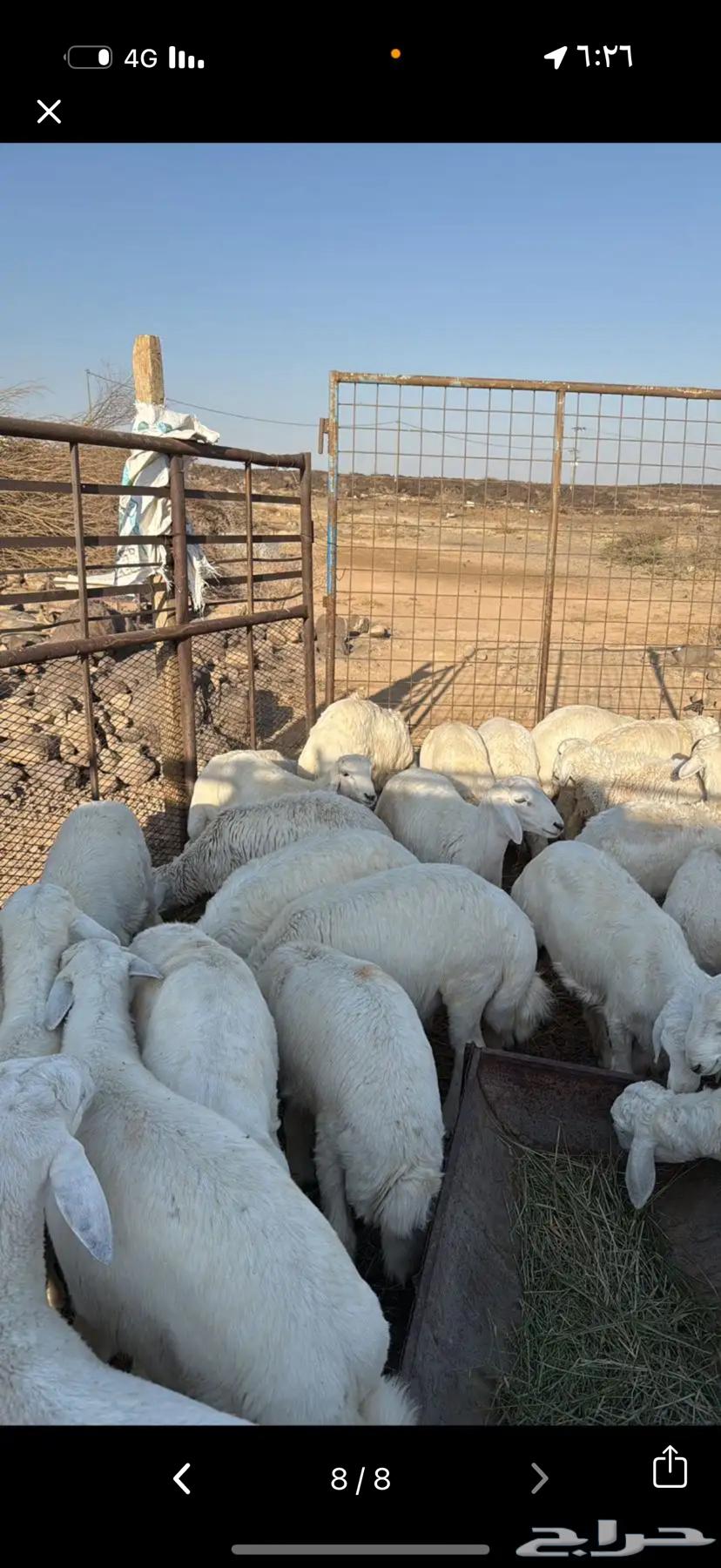 Lamb and goat meat, frozen sealed with fat64505710481410113