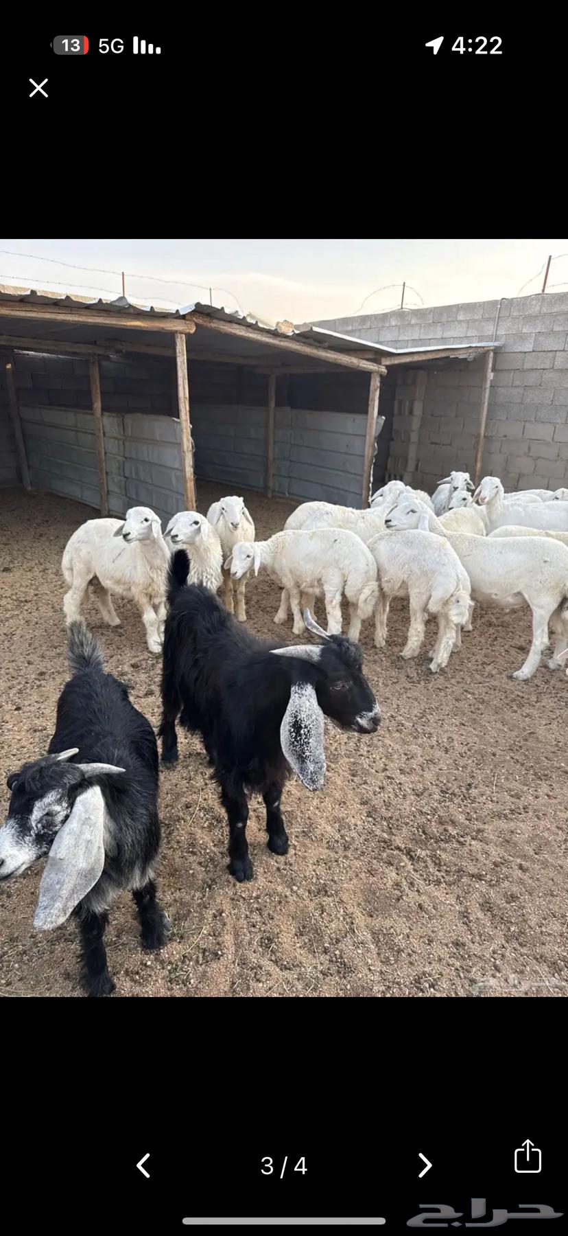 Lamb and goat meat, frozen sealed with fat64505710481410111