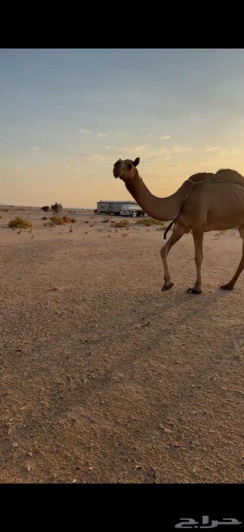 عشرا حمرا للبيع بدون حاشيها64503363467394111