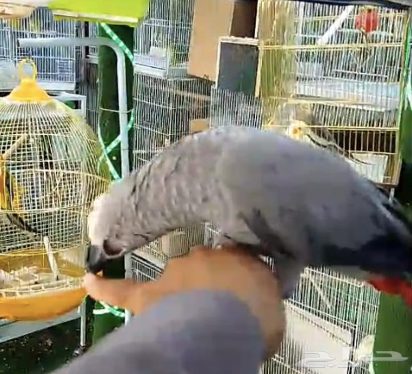 للبيع فرخ كاسكو اليف جدا64504351967363113