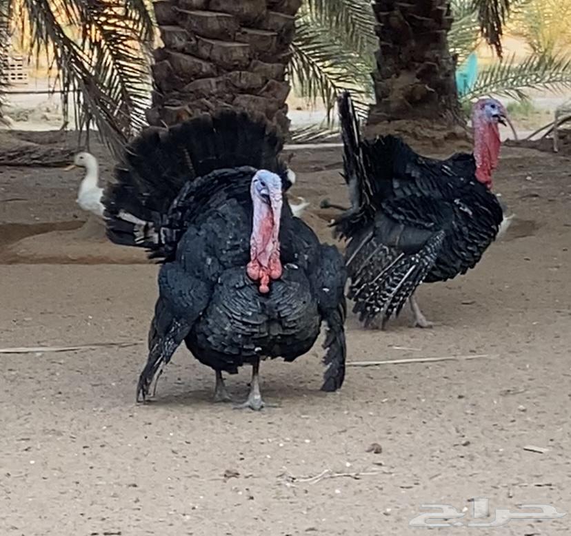 Turkeys available for slaughter64505674743811113