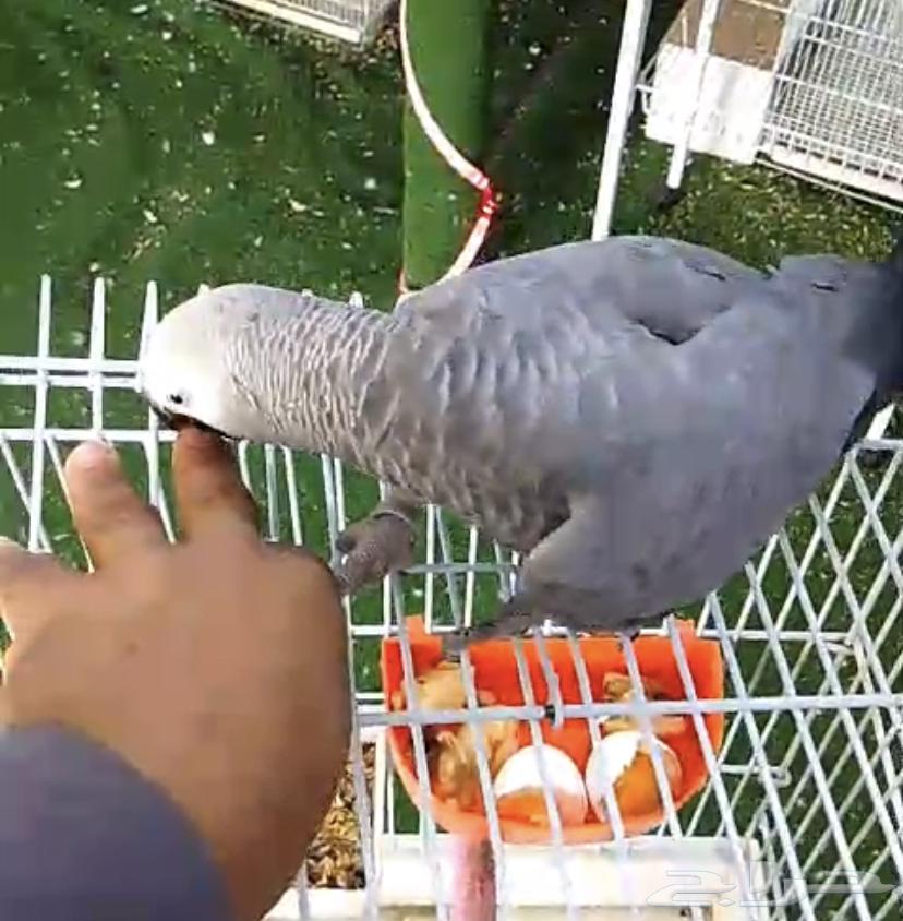 للبيع فرخ كاسكو اليف جدا64504351967363112