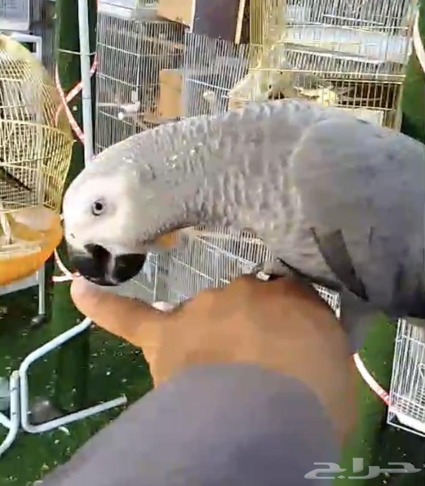 للبيع فرخ كاسكو اليف جدا64504351967363110