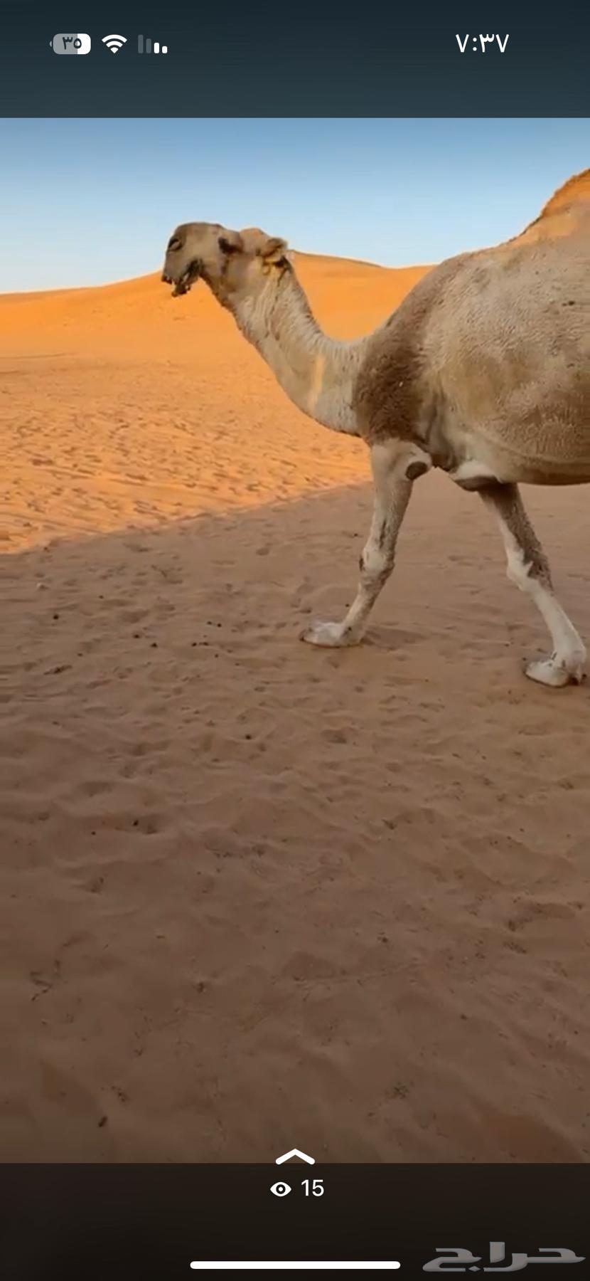 For sale, the excellent productive camel, brother of problems, Abu Ajareed64508887712899113