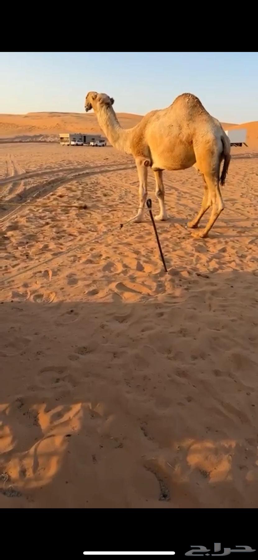 For sale, the excellent productive camel, brother of problems, Abu Ajareed64508887712899112
