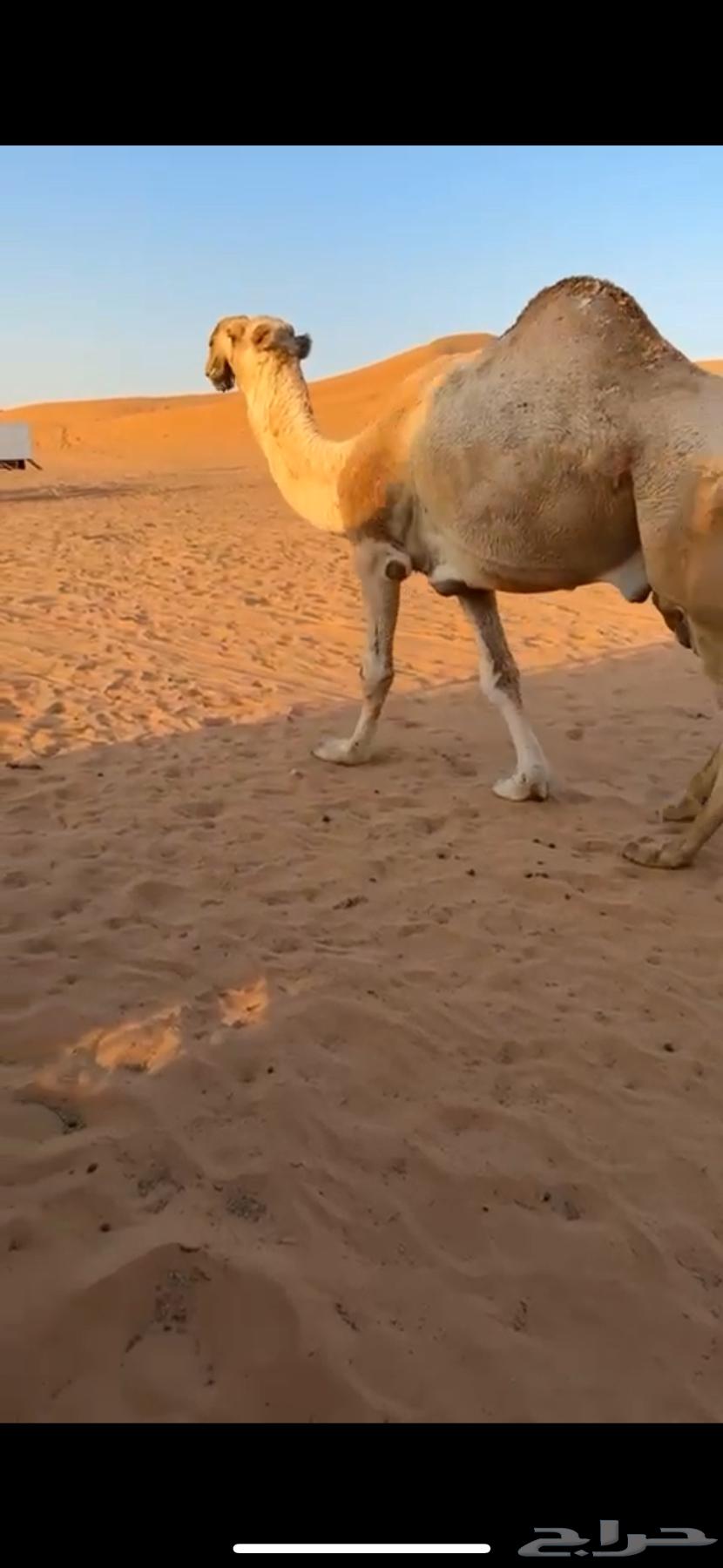 For sale, the excellent productive camel, brother of problems, Abu Ajareed64508887712899111
