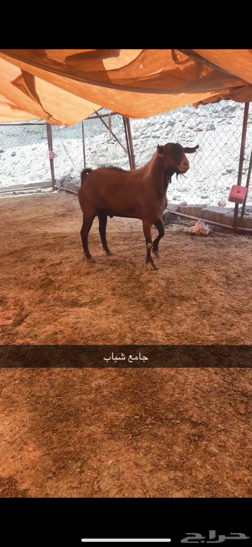 للبيع تيس احص فحل جرم ولون64505979021699110