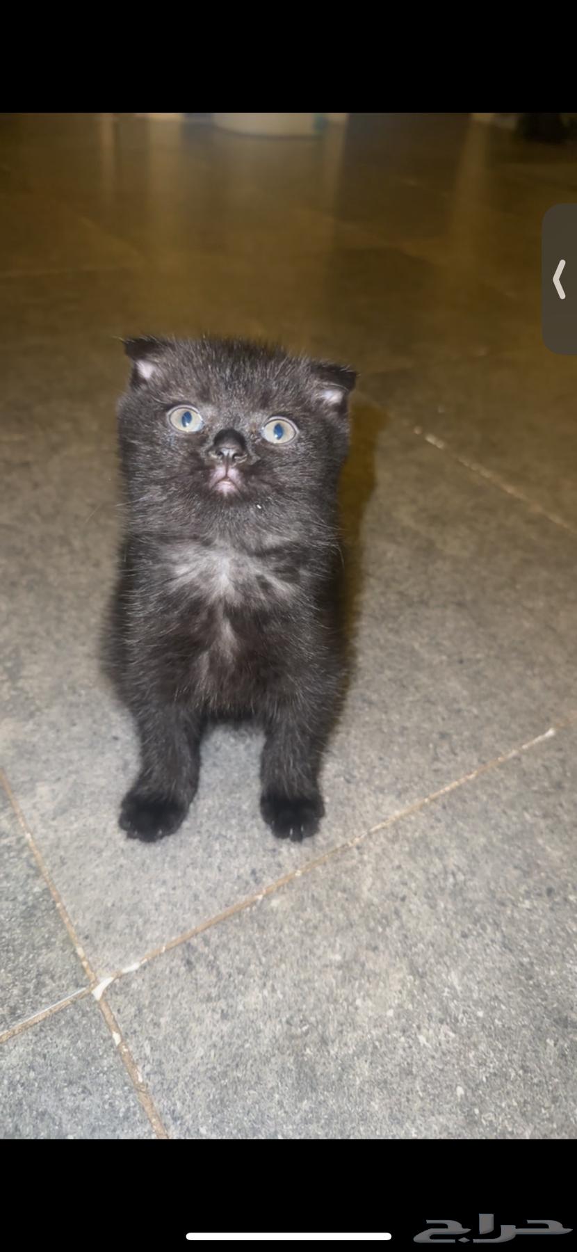 قطط للبيع64434100901633114
