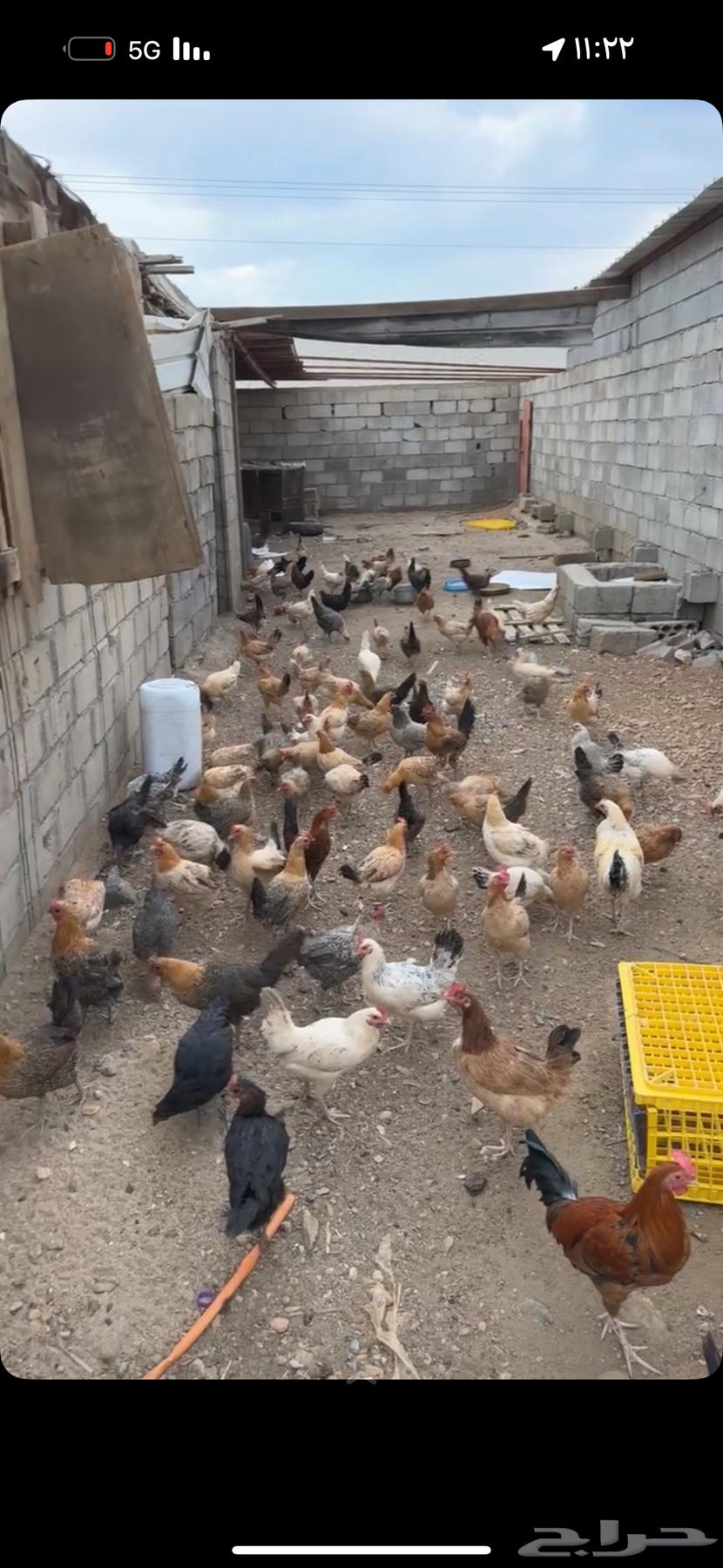 دجاج بلدي للبيع64510577382273110