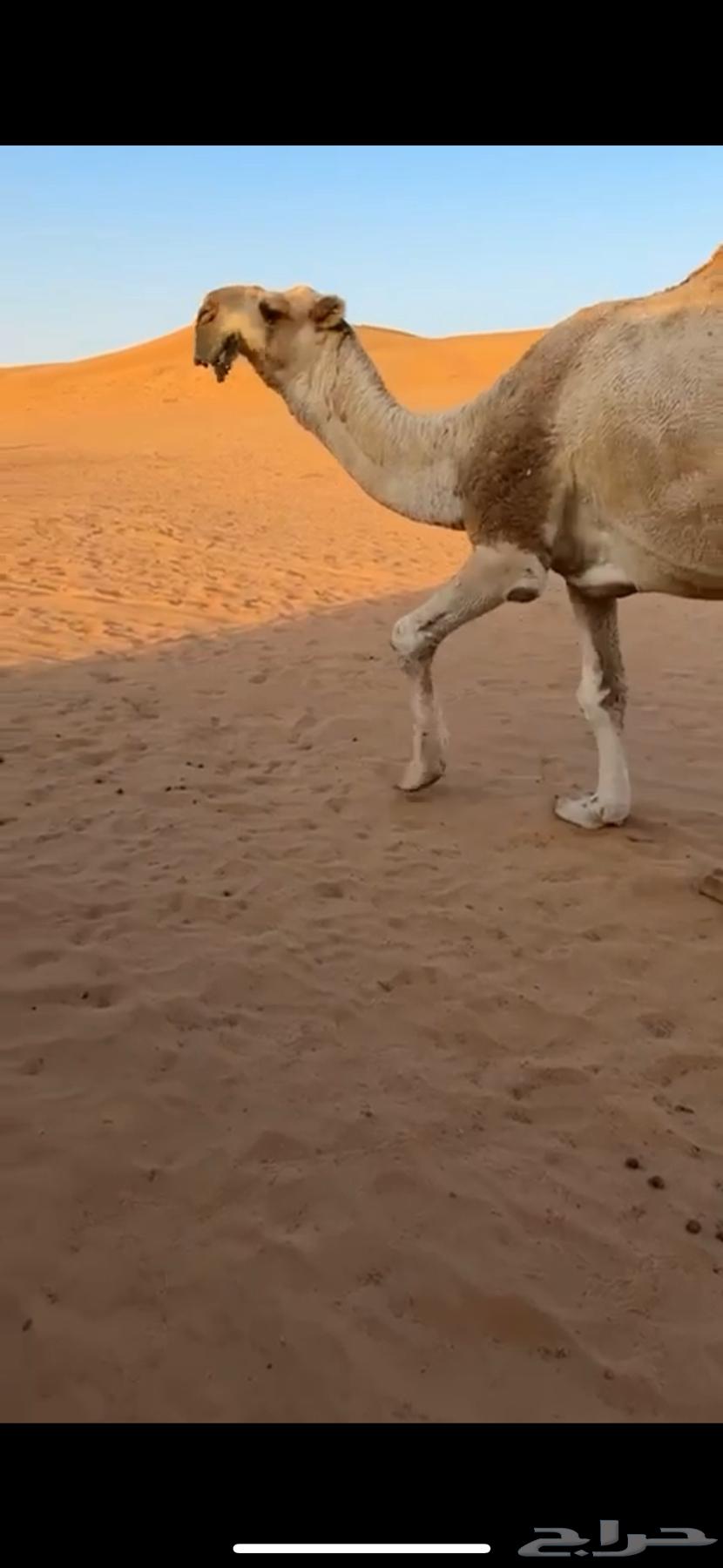 For sale, the excellent productive camel, brother of problems, Abu Ajareed64508887712899110