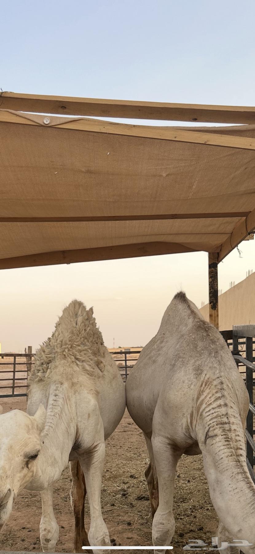 Stuffed sitting cushion, spread out, virgin sheepskin, for seating64507921817858110