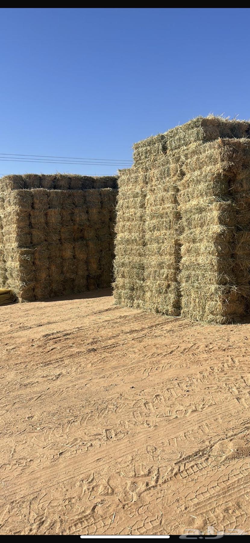 Excellent very soft Bunkam grass, tied and bundled, minimum selling quantity is one trailer64503363579651113