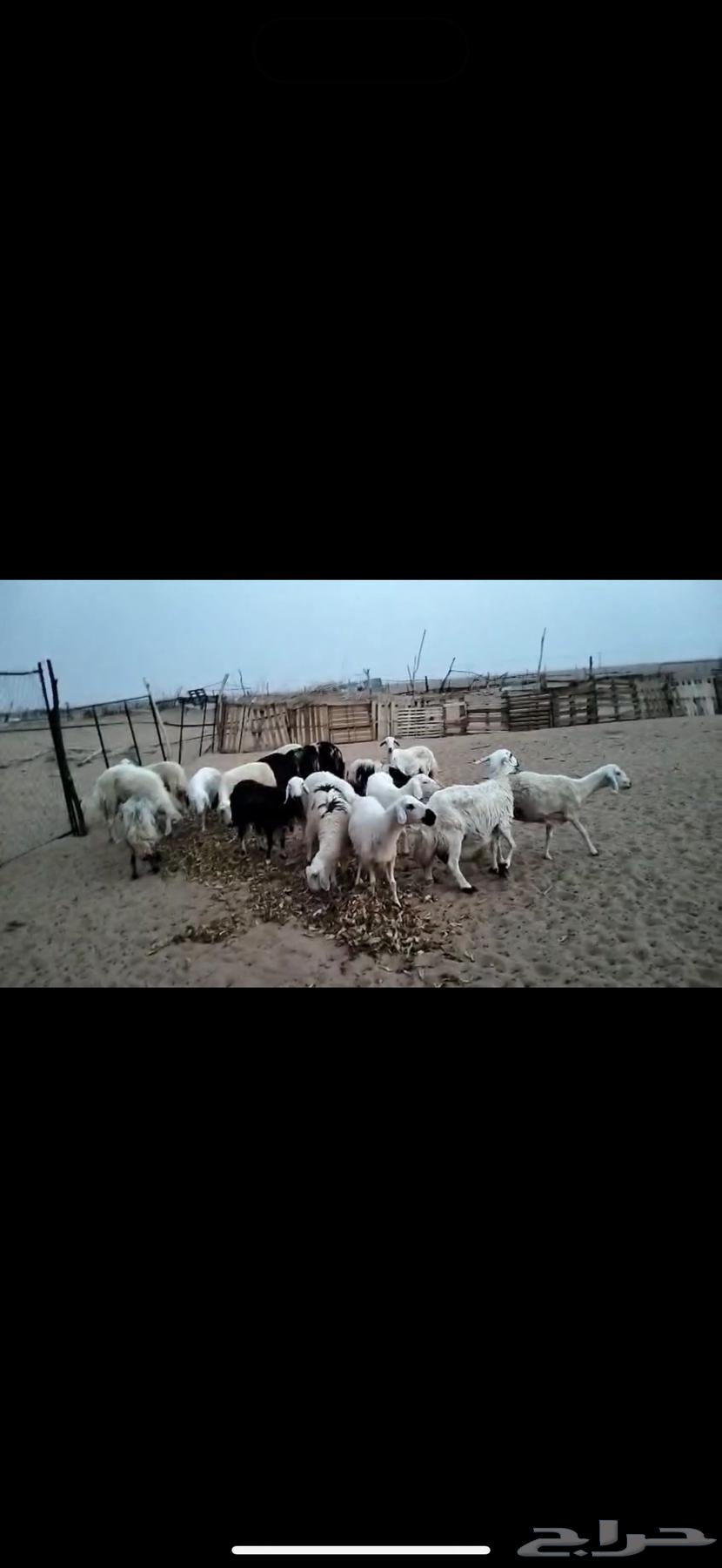 ضان للبيع ويوجد مقاطع لها64509434200835112