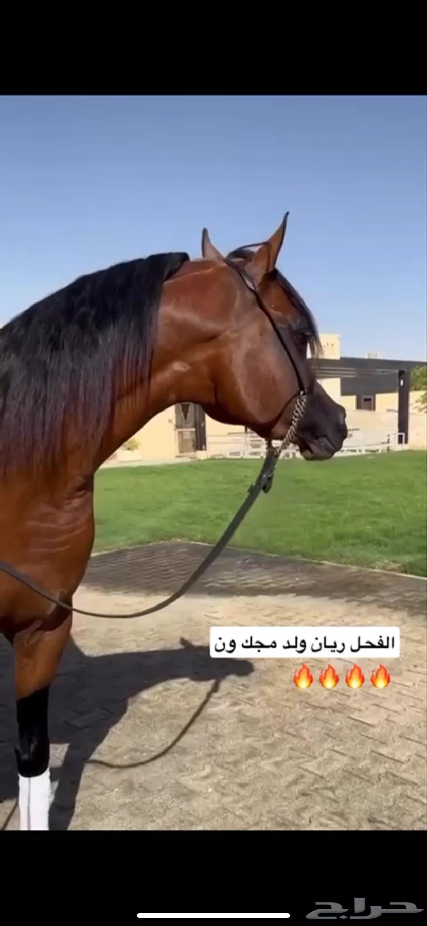 للبيع فرس دماء جمال فاخرة64503815349122113