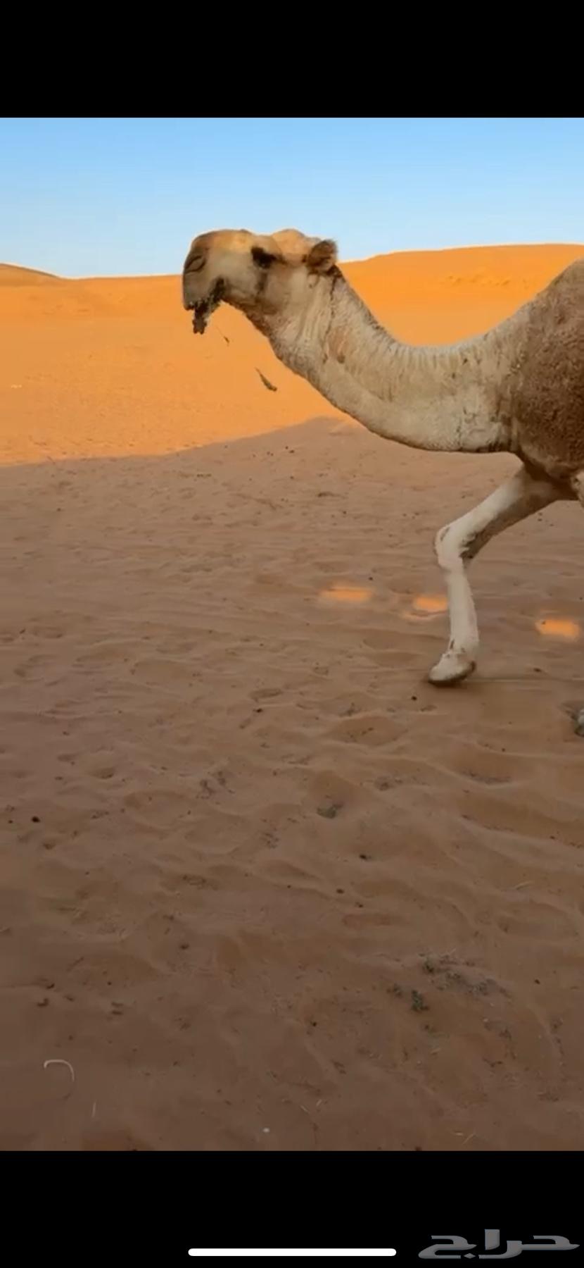 For sale, the excellent productive camel, brother of problems, Abu Ajareed64508887712899114