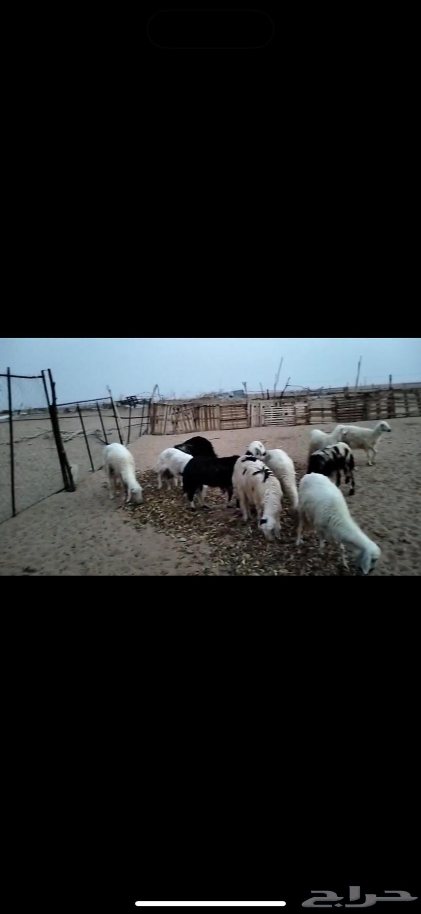 ضان للبيع ويوجد مقاطع لها64509434200835110