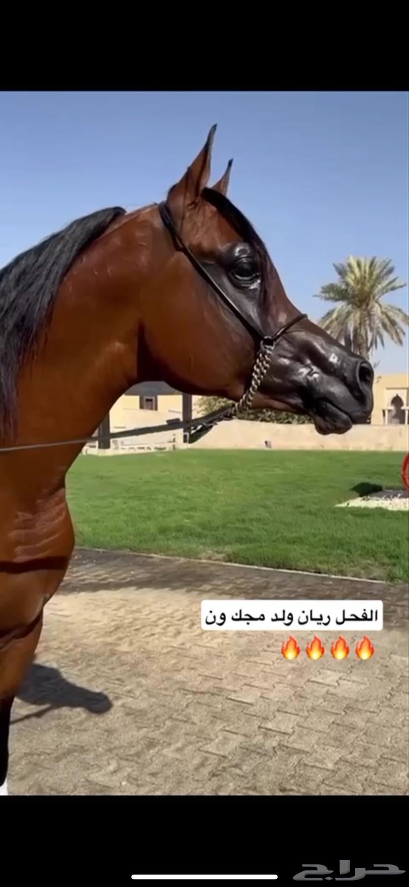 للبيع فرس دماء جمال فاخرة64503815349122112