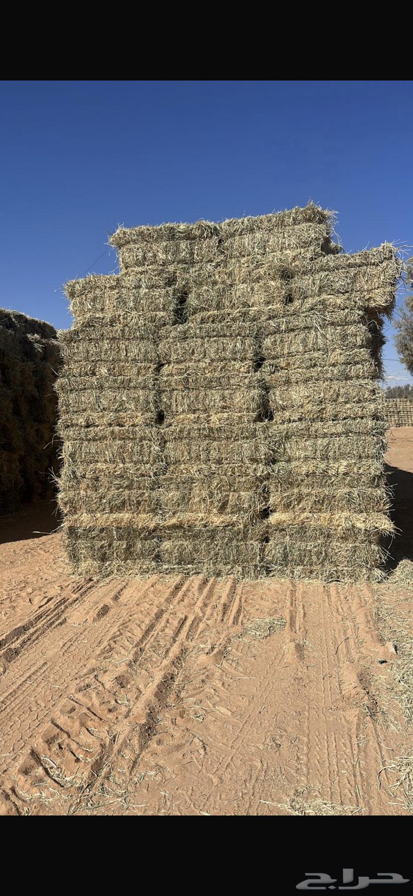 Excellent very soft Bunkam grass, tied and bundled, minimum selling quantity is one trailer64503363579651112