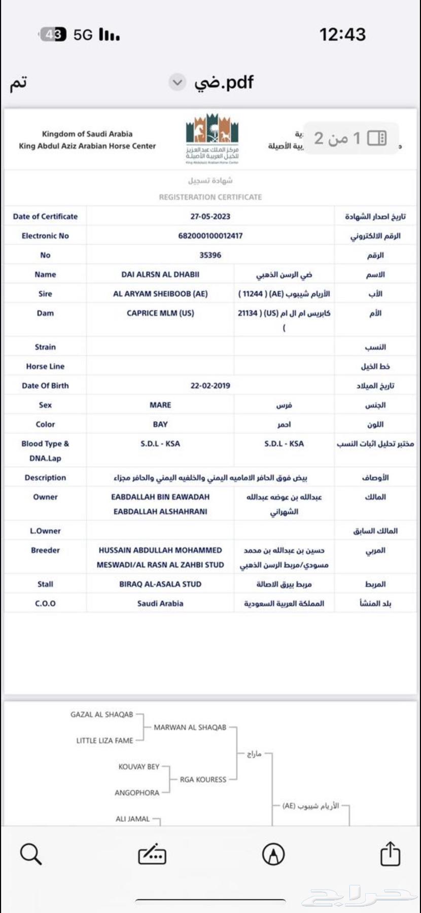 للبيع فرس دماء جمال فاخرة64503815349122114