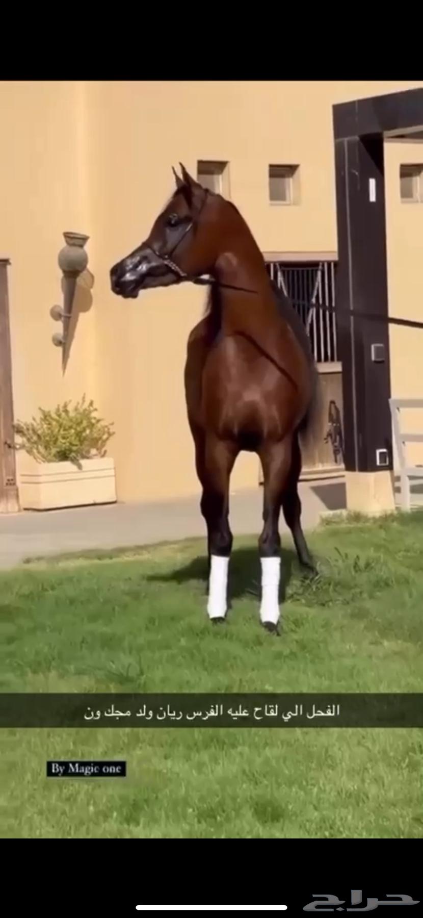 للبيع فرس دماء جمال فاخرة64503815349122111