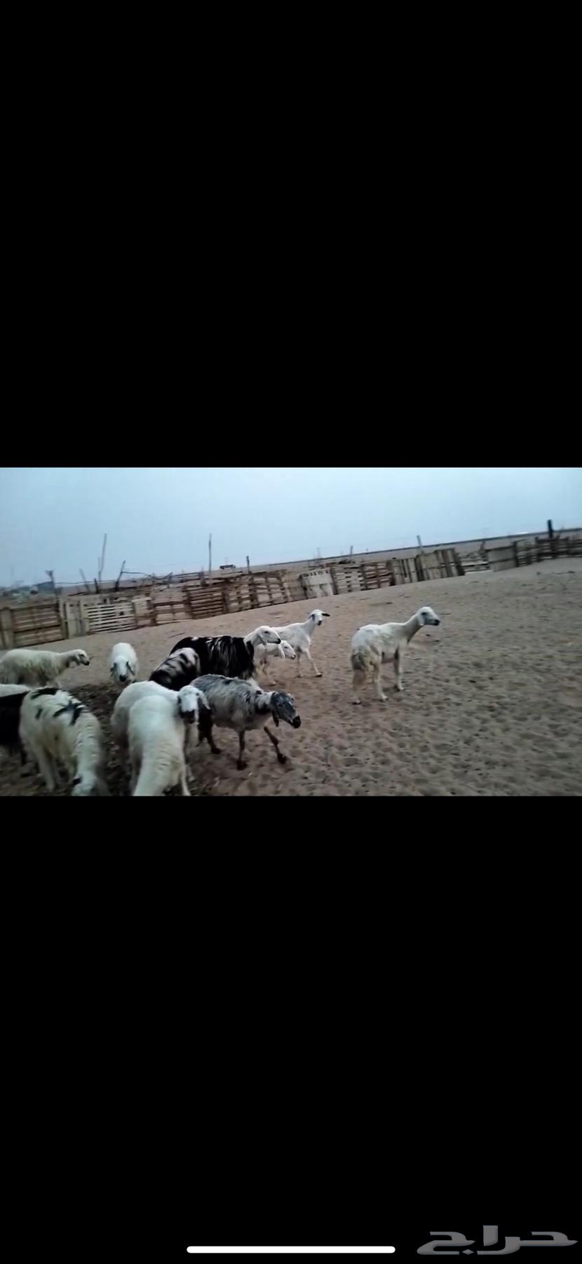 ضان للبيع ويوجد مقاطع لها64509434200835111