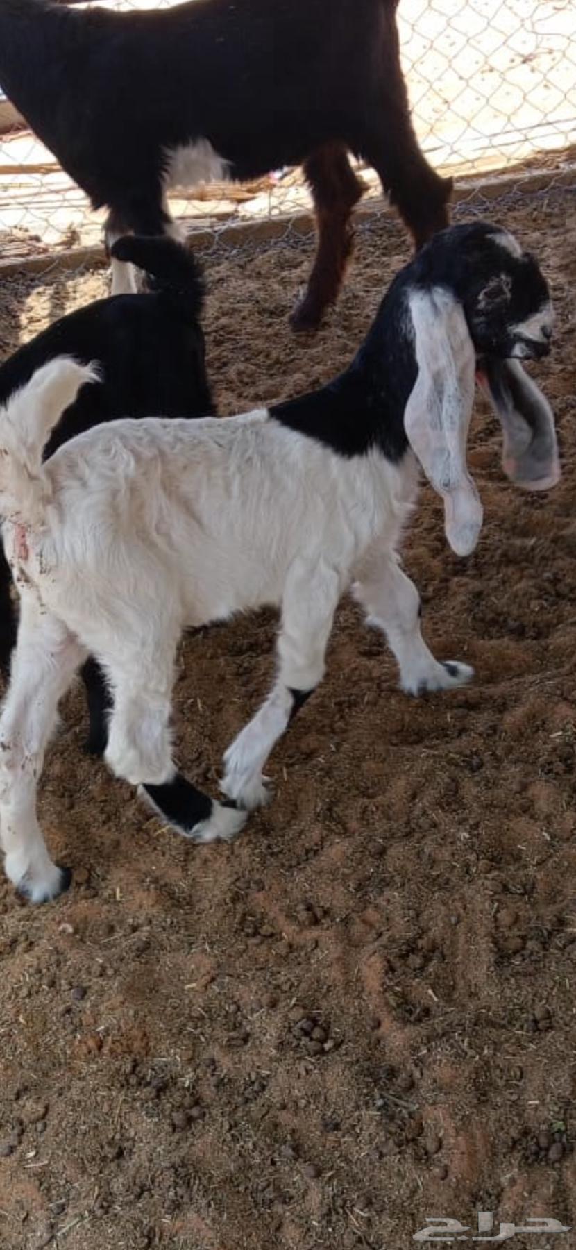 تيس فحل هولندي طيب بالحيل64492554944897113