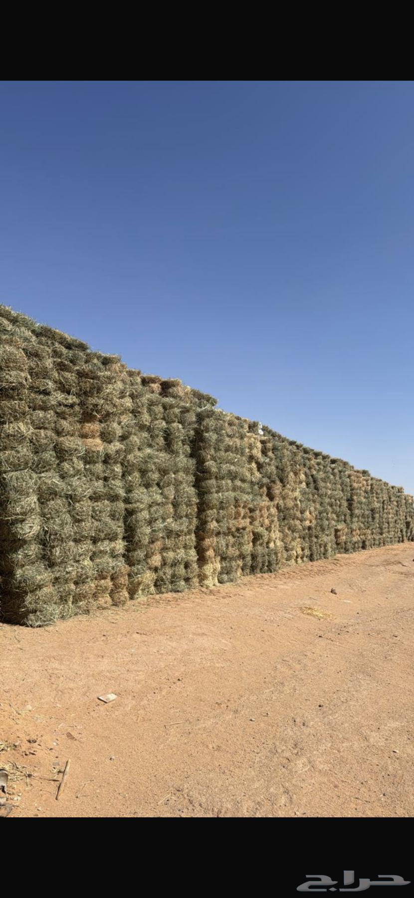Excellent very soft Bunkam grass, tied and bundled, minimum selling quantity is one trailer64503363579651111
