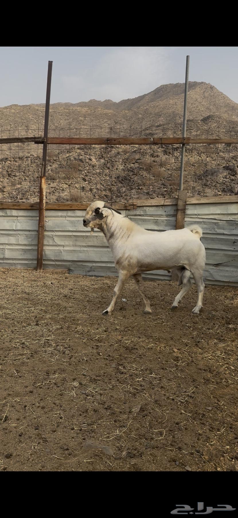 فحل بيشي اكحل ثني64474155868417110