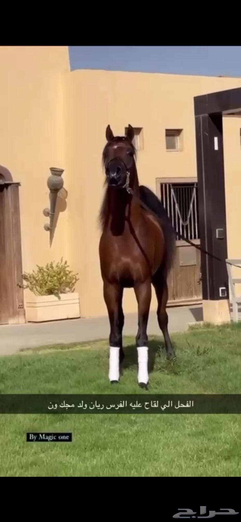 للبيع فرس دماء جمال فاخرة64503815349122110