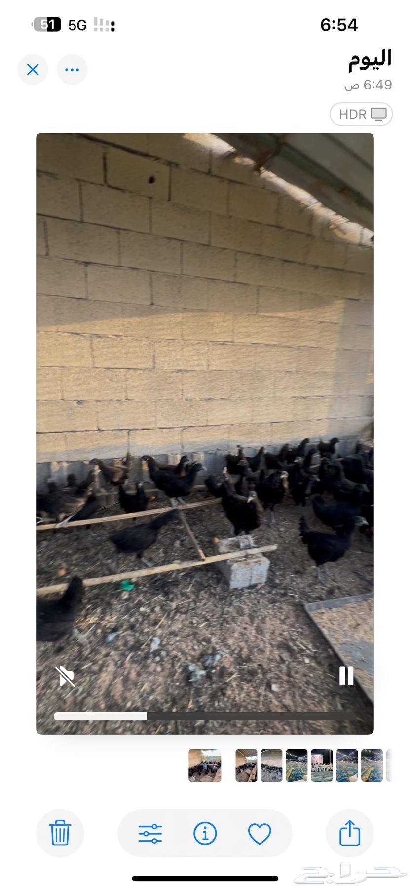 دجاج اندونيسي للبيع64504668249986111