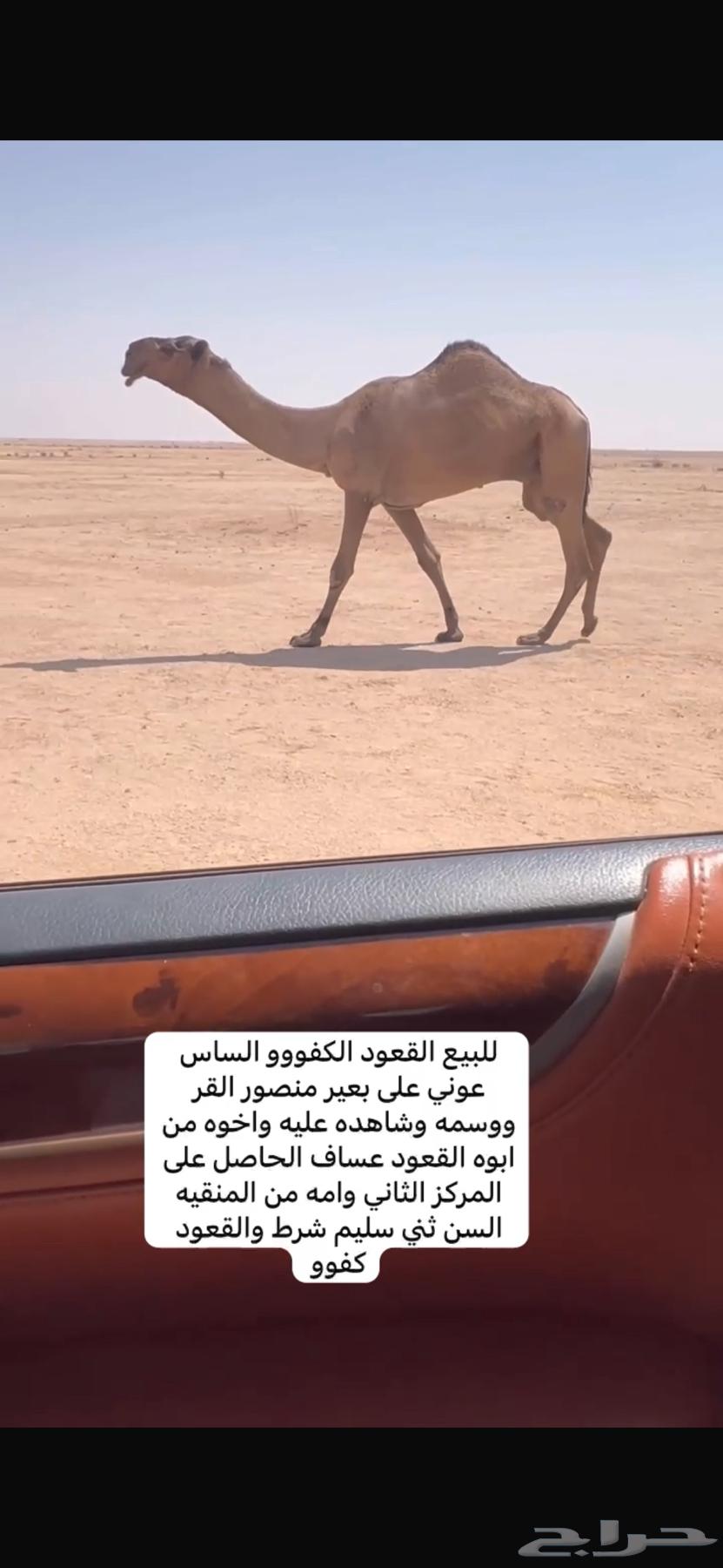 للبيع القعود كفووو64508383395587110