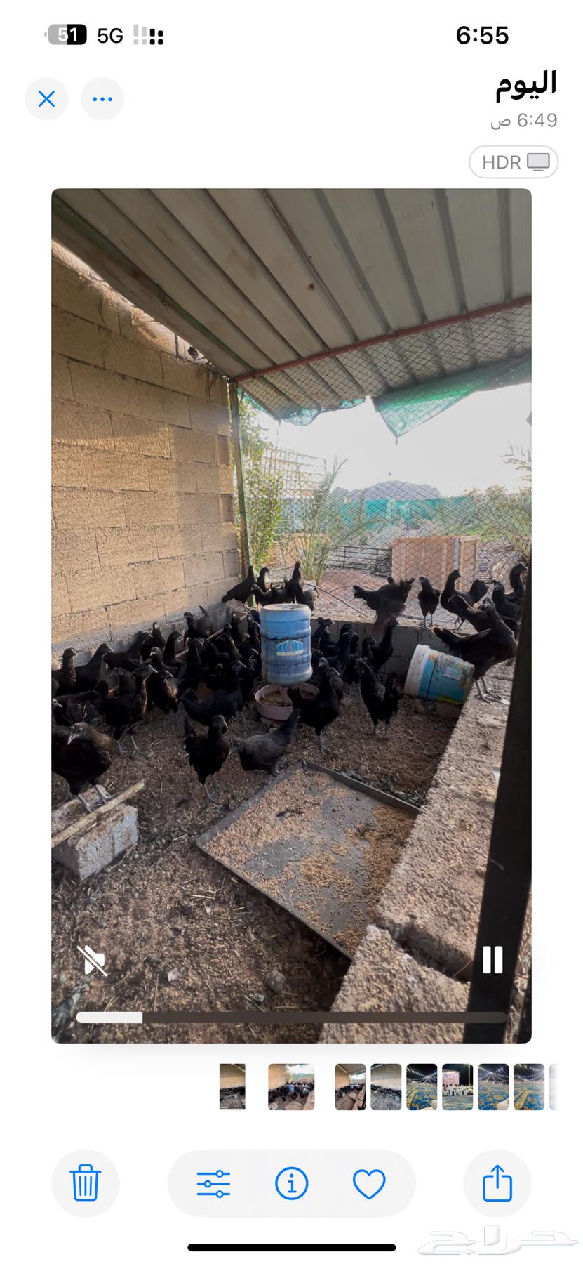 دجاج اندونيسي للبيع64504668249986110