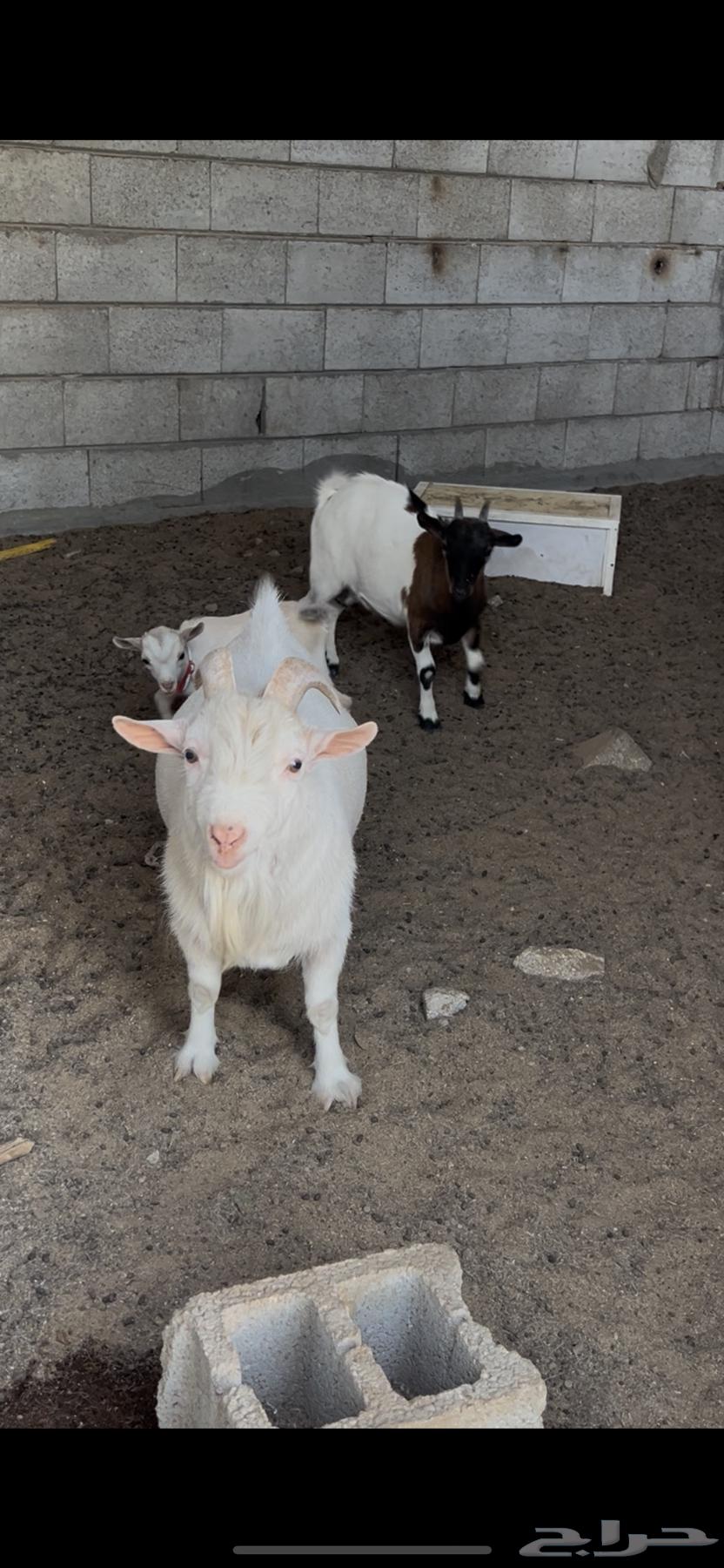 للبيع قزميات64507963377795114