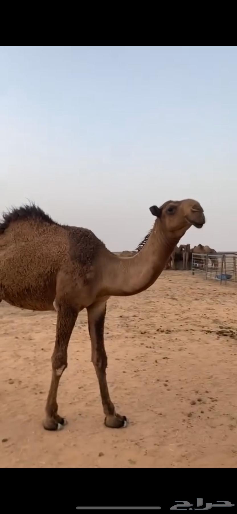 قعود طيب64505439889793110