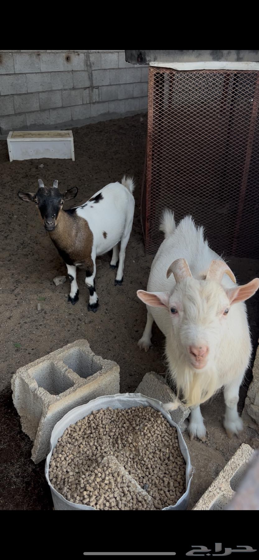 للبيع قزميات64507963377795112