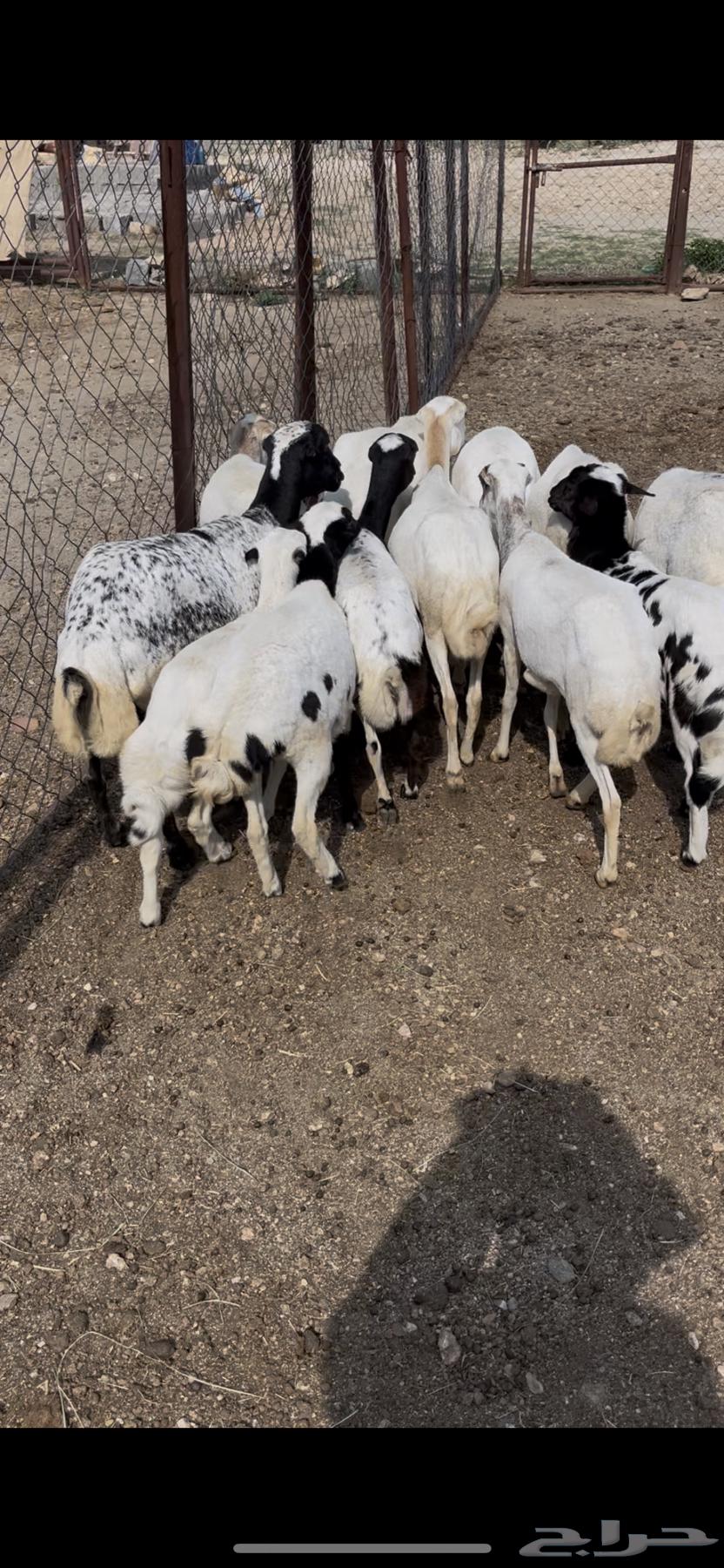 ضان صمع رفد12(مبيوعه)64506476894849110