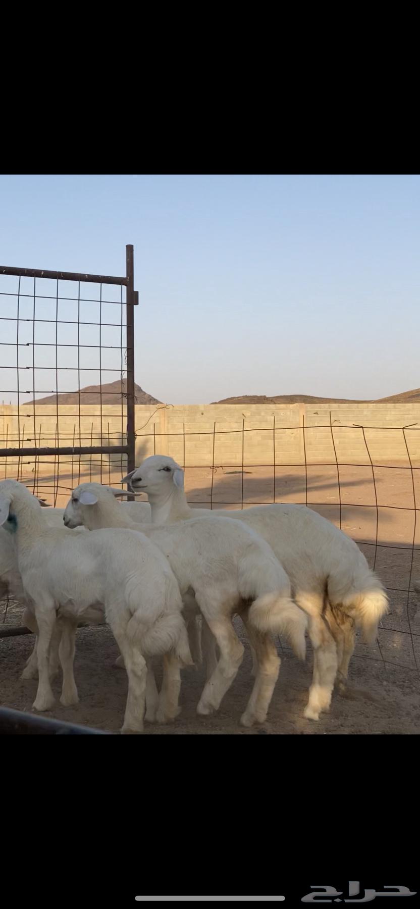 رخال صنف64504929539969113