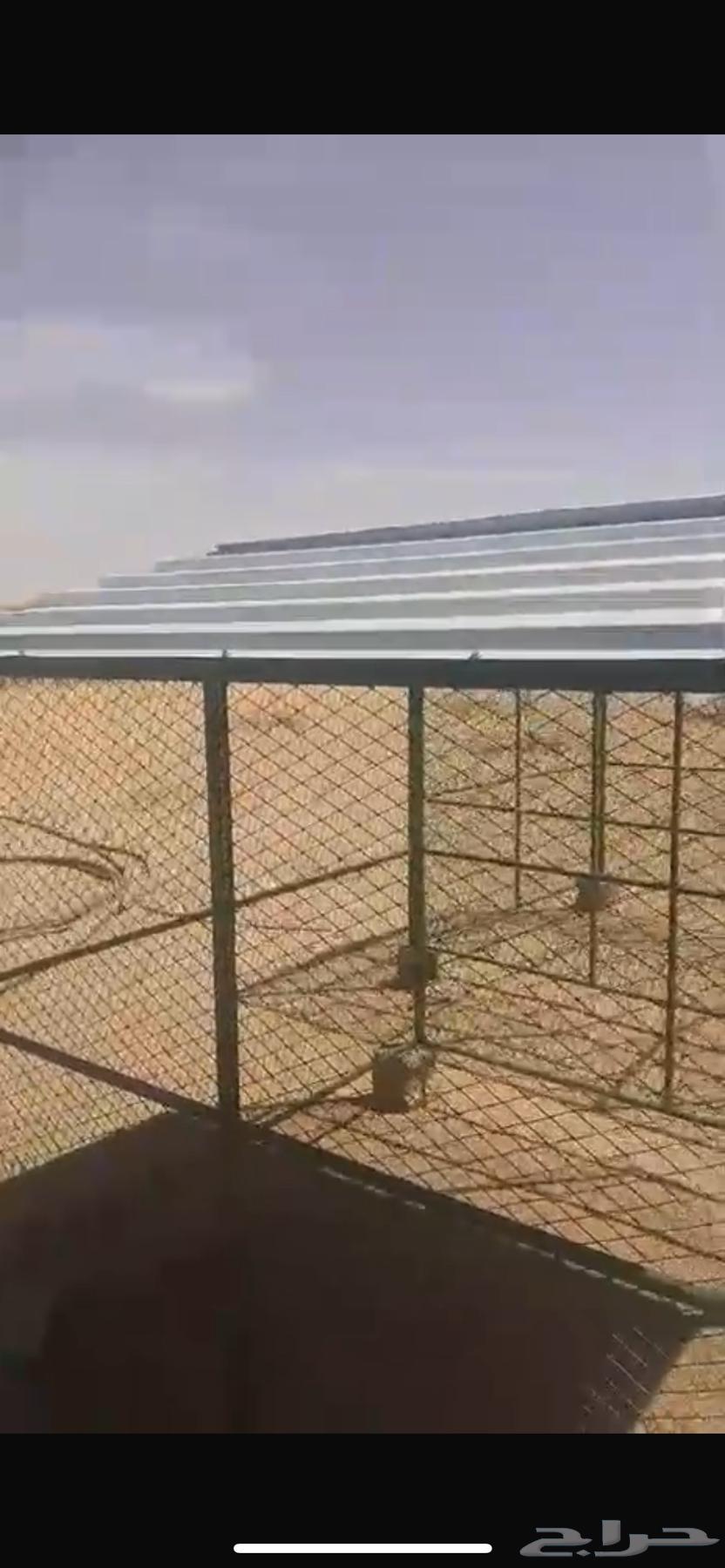 Pigeon or chicken net64505889240451111