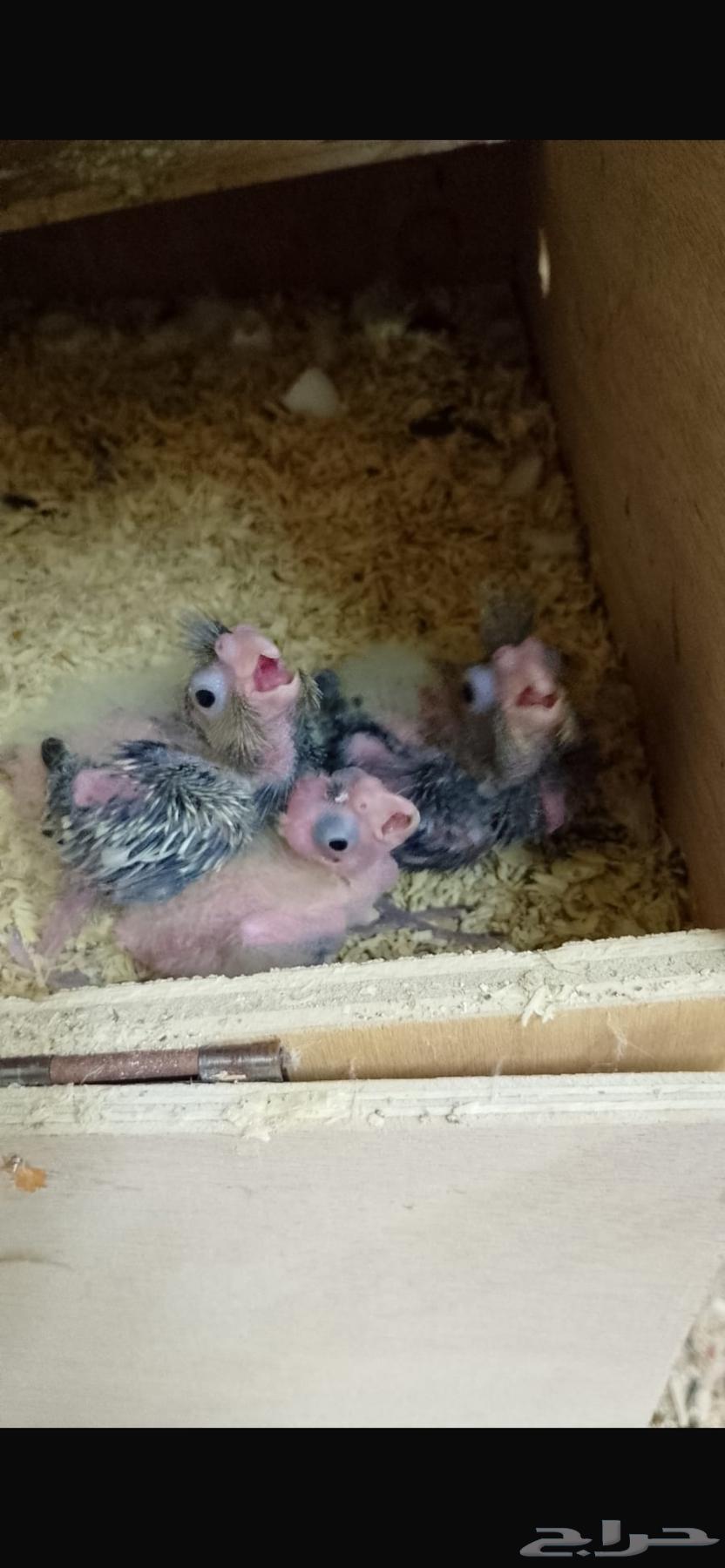 فروخ كروان ( تم  البيع )64507921785602112