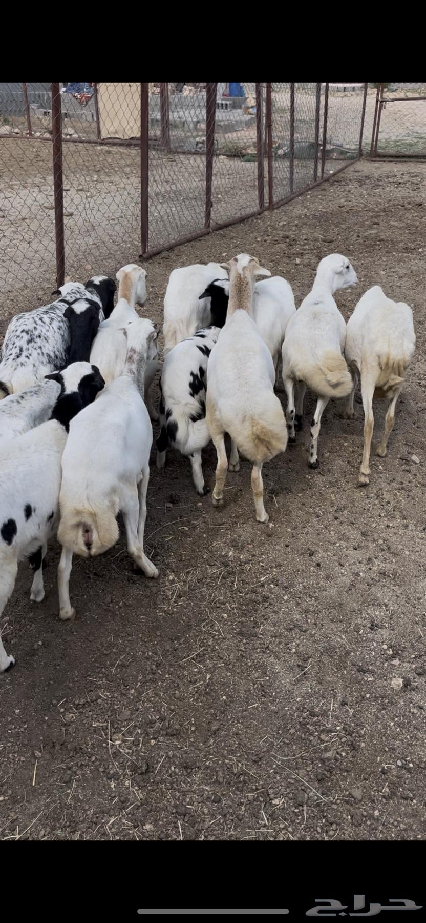 ضان صمع رفد12(مبيوعه)64506476894849112