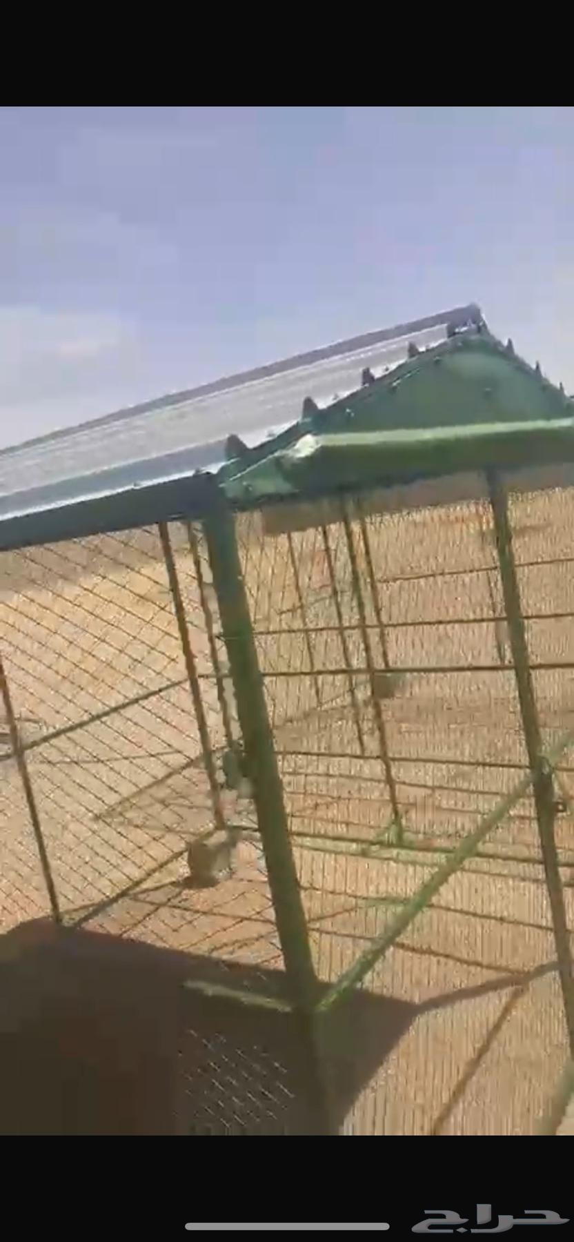 Pigeon or chicken net64505889240451110