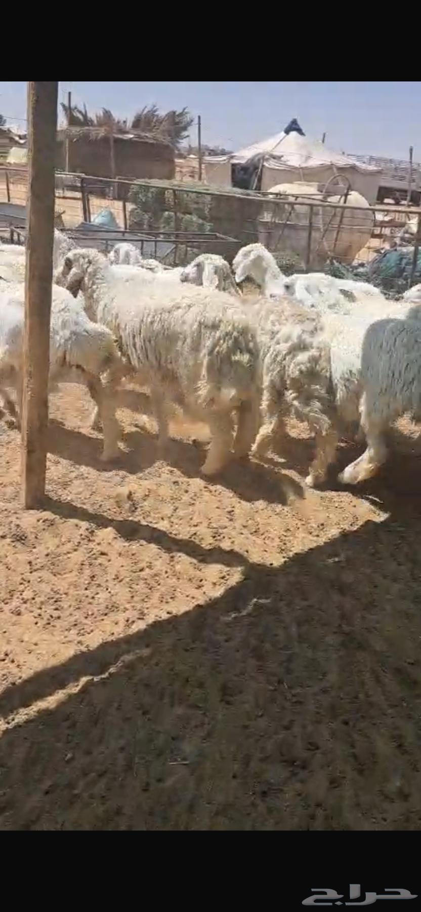 Freedom Stallion No. 70 with Stud64509448408066110