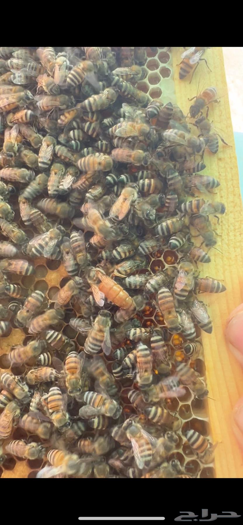 Local honeybee64507487158147110