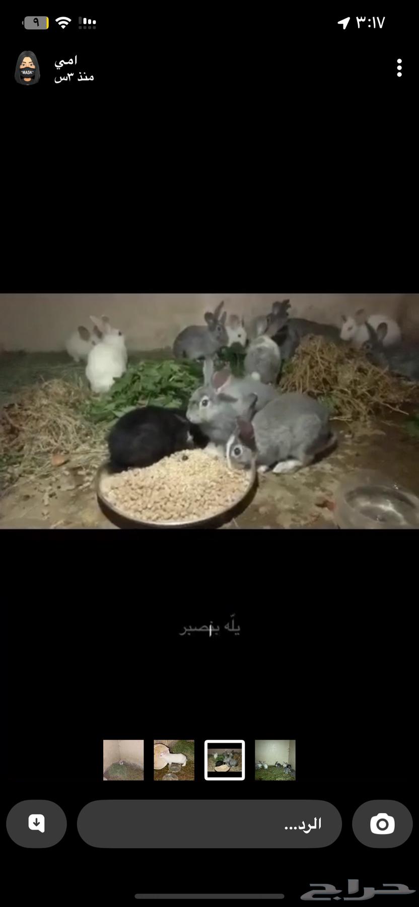 Rabbits64506535182337112