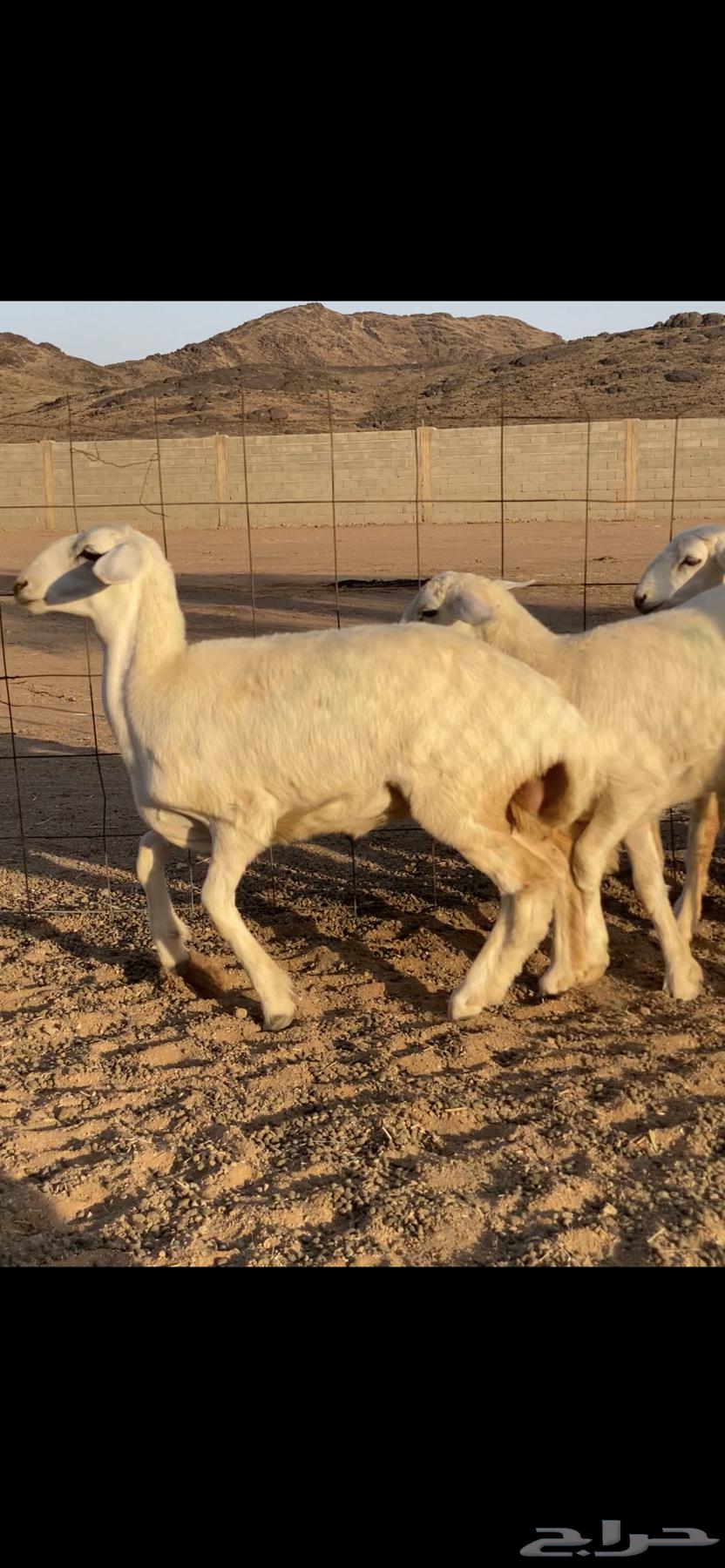 رخال صنف64504929539969110