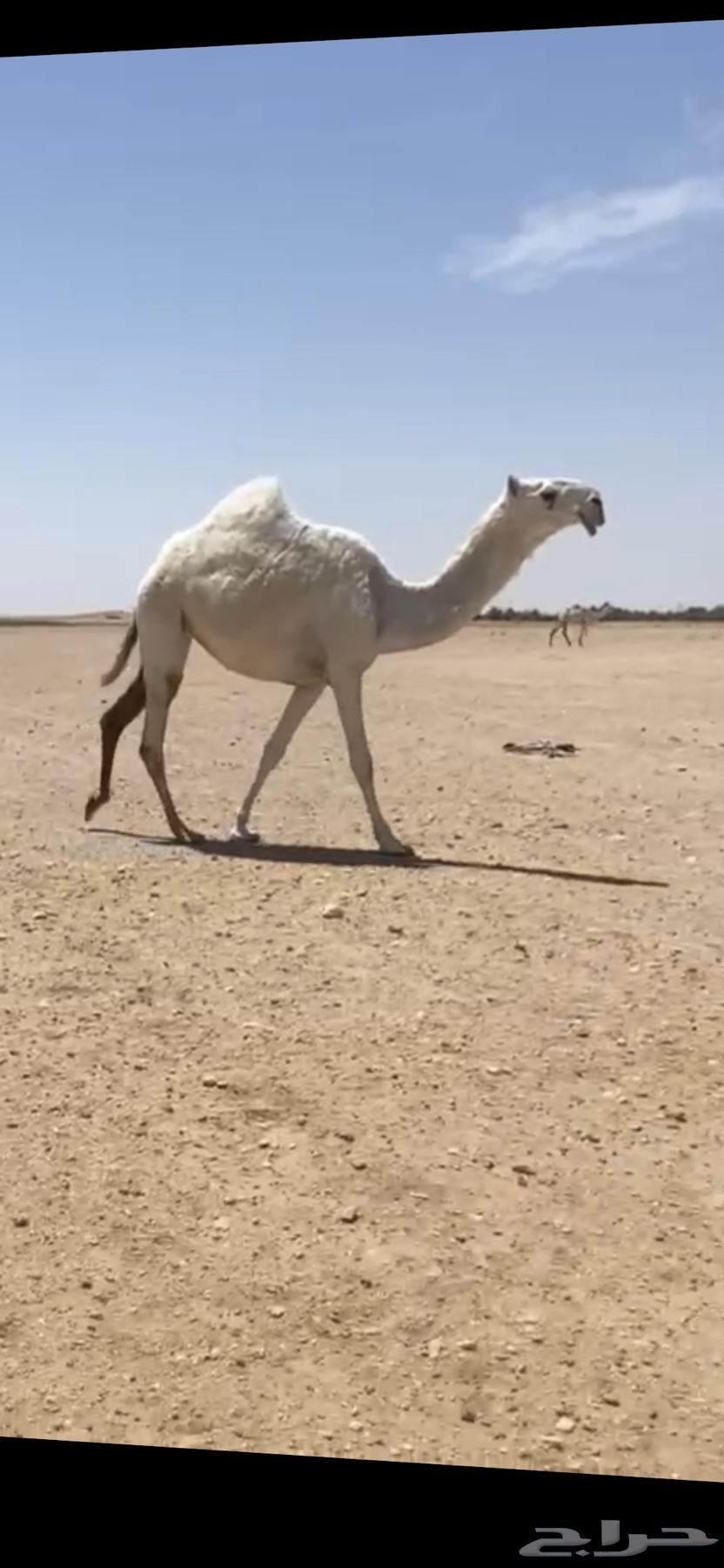 للبيع بكره64507977547395110