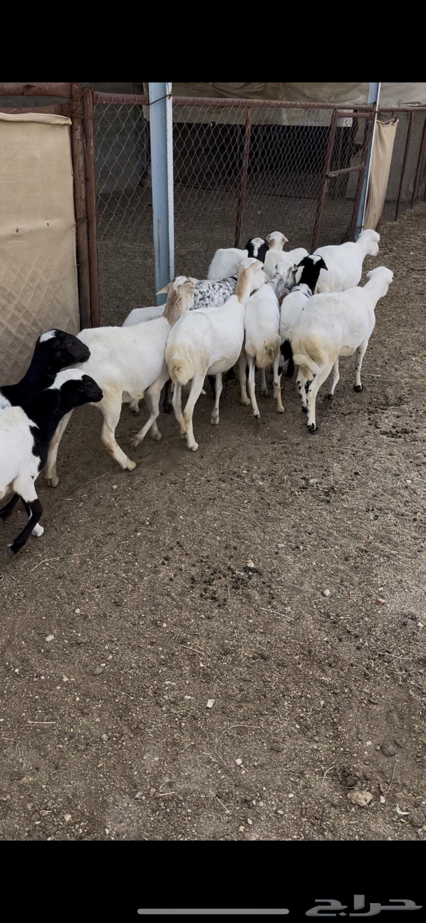 ضان صمع رفد12(مبيوعه)64506476894849114