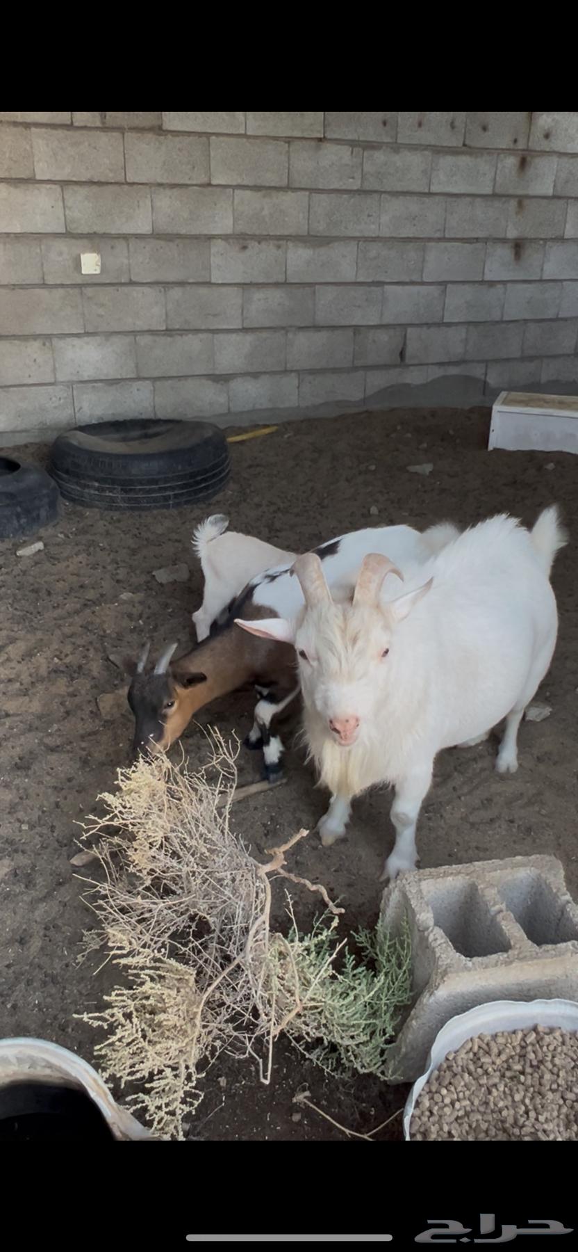 للبيع قزميات64507963377795111