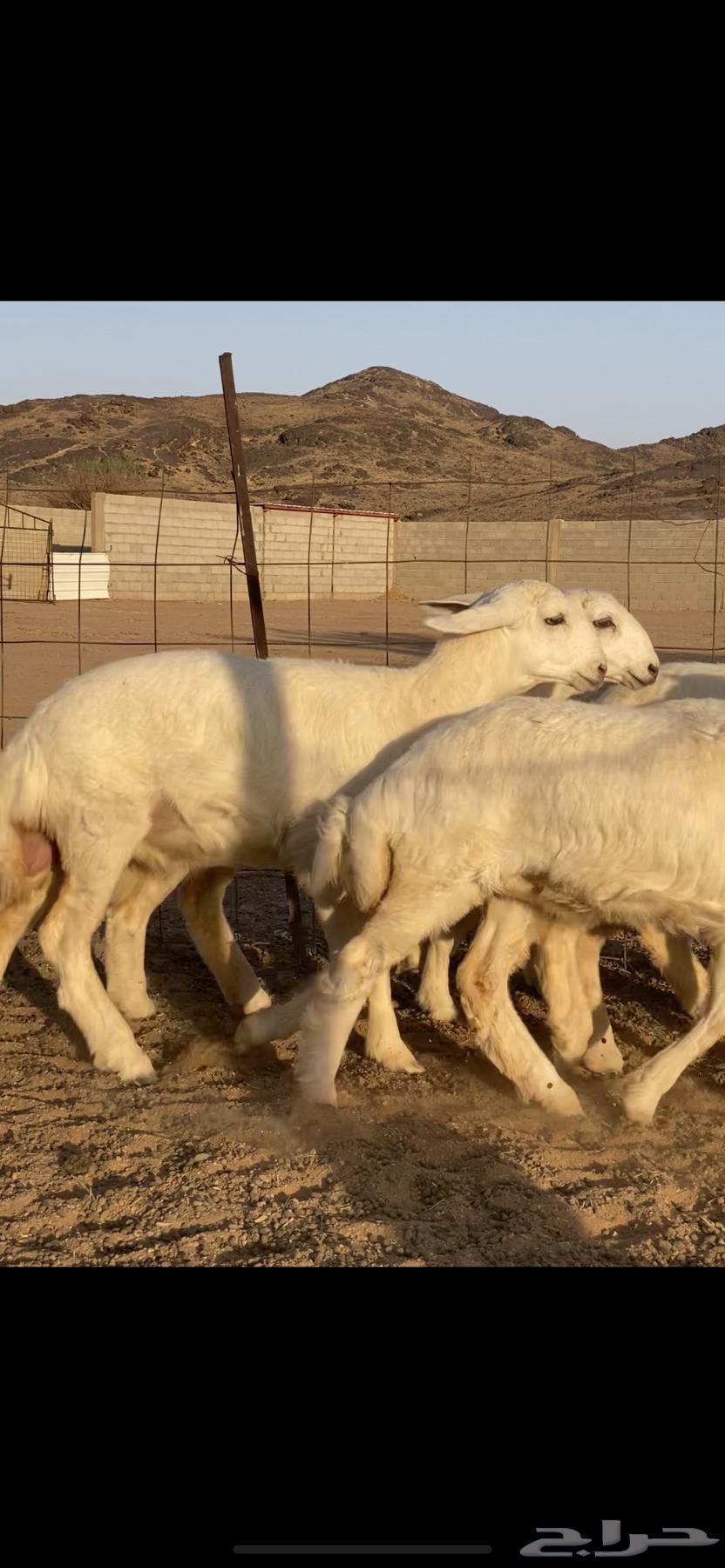 رخال صنف64504929539969111