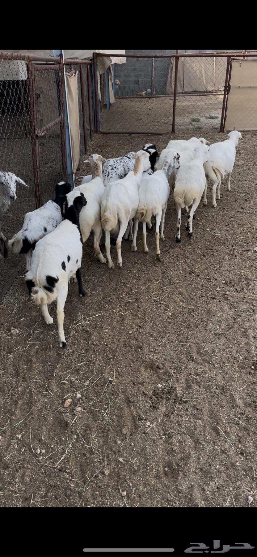 ضان صمع رفد12(مبيوعه)64506476894849113